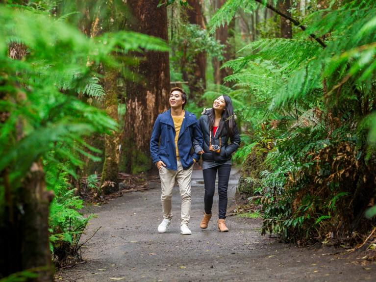 Otway Fly Treetop Adventure